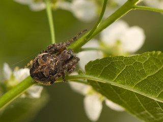 Larinioides patagiatus