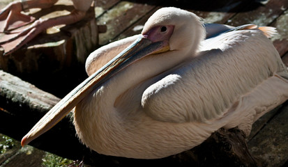 Rosapelikan (Pelecanus onocrotalus)