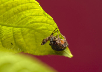 Larinioides patagiatus