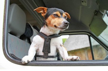 Jack Russell Terrier