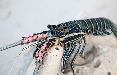 Langouste
