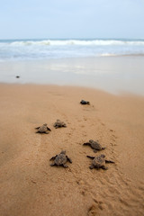 Opkomst van de onechte zeeschildpad