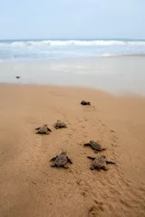 Fotobehang Schildpad Opkomst van de onechte zeeschildpad