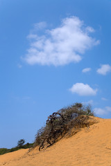Fototapeta na wymiar krajobraz z martwego drzewa w piasku i niebo pochmurne