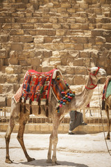 Camel At The Pyramids In Cairo Egypt