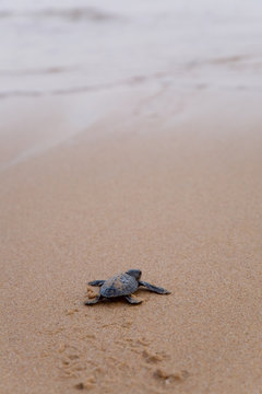 Newly hatched baby Loggerhead  turtle toward the ocean