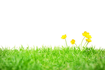 Buttercups isolated on white