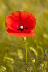 Red poppy background green wheat