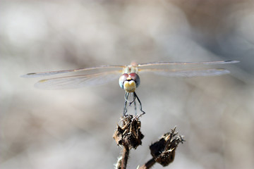 libelita