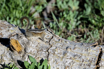 harris's antelope  ground squirrel