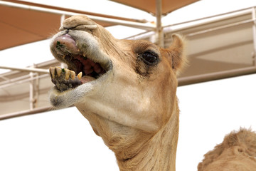 A camel moaning & groaning