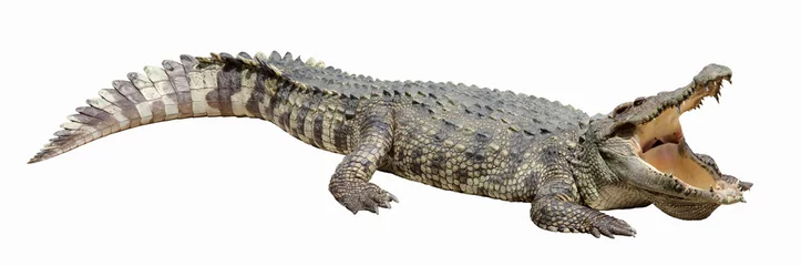 Peel and stick wall murals Crocodile Asian crocodile