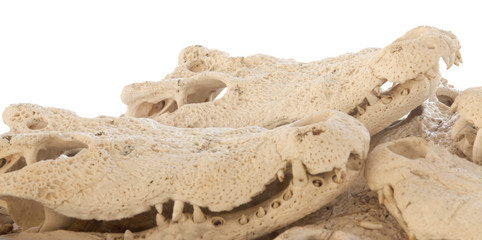 Crocodile bone