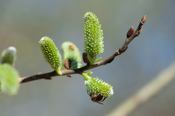 The small spring buds on the alder-tree and a wasp