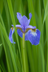 Beautiful blue iris flower