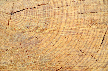 Fototapeta premium Background Texture Of Freshly Cut Wood