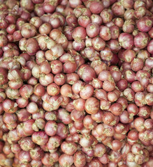Group of fresh shallots