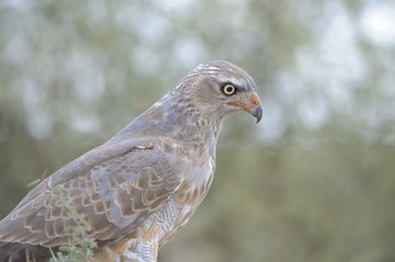 Pale chanting goshawk (Melierax canorus). Sub adult