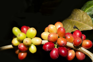kaffeebohnen