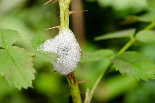 Schaumnest, Larve der Wiesenschaumzikade