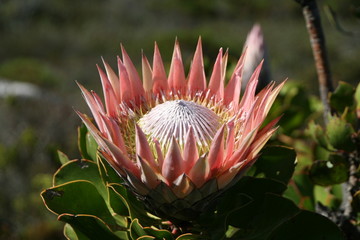 Fototapeta premium Königsprotea