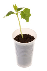 Young fresh seedling