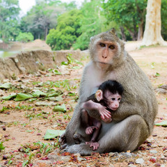 Monkey with its baby