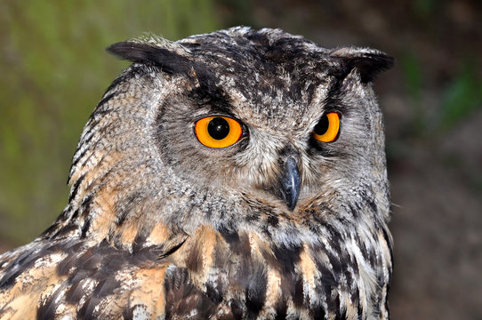 Eagle Owl, Bubo bubo