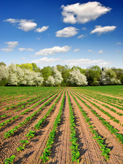 freshly sown sunflower field