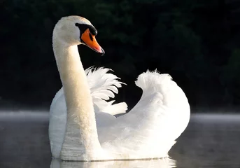 Foto auf Acrylglas swan on the lake © vencav
