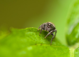 Jumping spider