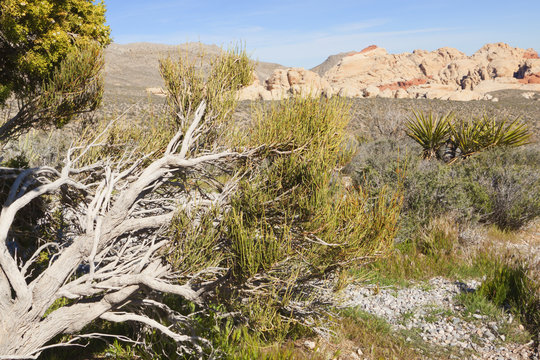 View of Mojave Desert.