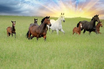 Horse