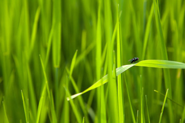 fly on the leaf