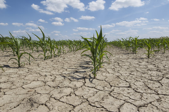 Dry Cornfield