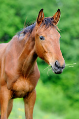 Fototapeta premium Horse