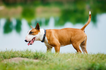 A cute male bull terrier standing by the water