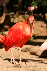 Der Scharlachsichler oder Roter Ibis