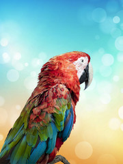 colorful parrot