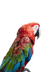 colorful parrot