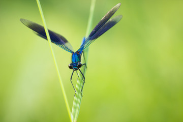 gebänderte Prachtlibelle