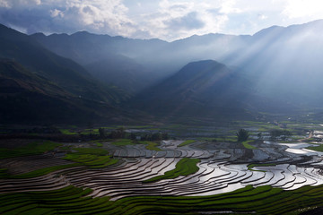 Rice fields with ray in Vietnam