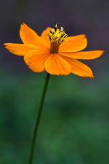 Cosmos flowers