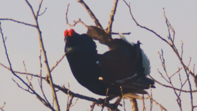 birkhahnbalz