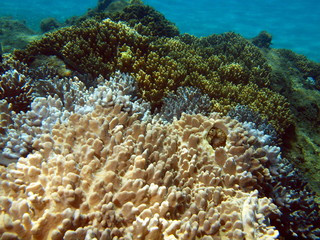 Soft coral, area of the city of Nha Trang, Vietnam