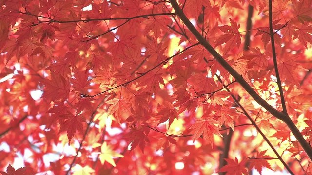 Autumn Leaves in Momiji mountain,Yamanashi,Japan_1