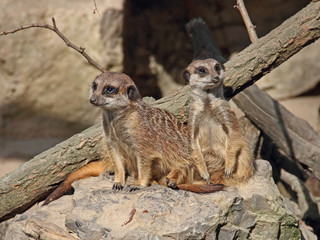 Suricata