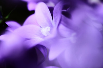 Campanula Bellflowers