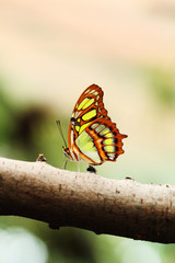 Red lacewing butterfly (lat. Cethosia biblis)