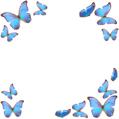 Fototapeta premium frame of blue butterfly